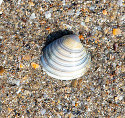 Seashells in the sand on the seashore as an abstract background. Texture
