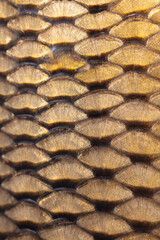 Scales on a fish as an abstract background. Texture