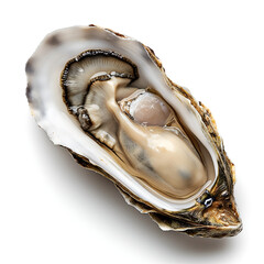 oysters on a white background