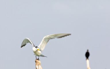 Greater crested tern on flight shot on the bay of arabian sea in karnataka, south india.