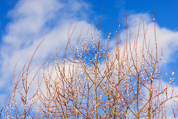 Early spring with budding Pussy willows