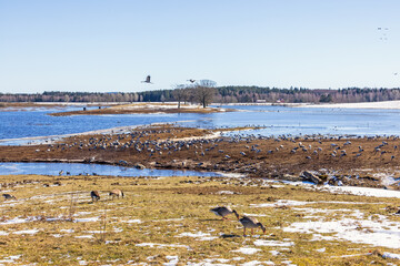 Lot of migratory birds at lake Hornborgasjön in Sweden