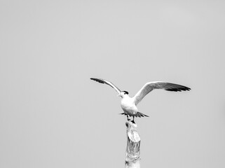 Greater crested tern on flight shot on the bay of arabian sea in karnataka, south india.