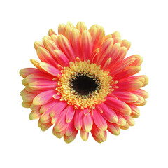 single pink-yellow gerbera daisy  flower isolated on png