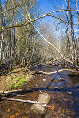 Stream in a deciduous forest a with fallen tree branches at springtime