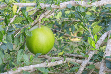 fruit of calabash tree or bottle gourd