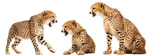 Set of cheetahs and little cute cheetah cubs, cut out