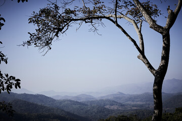 tree in the mountains