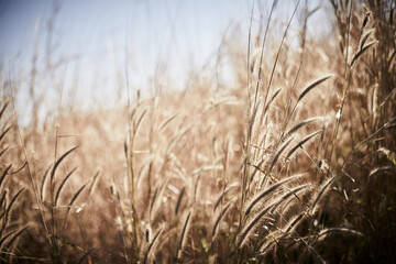 golden wheat field
