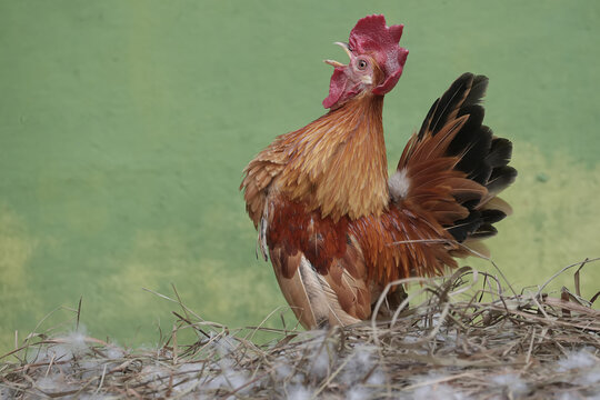 A rooster crows at the nest to call its mate to lay eggs. Animals that are cultivated for their meat have the scientific name Gallus gallus domesticus.
