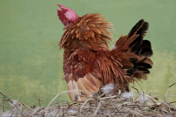 A rooster crows at the nest to call its mate to lay eggs. Animals that are cultivated for their...
