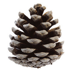 Pine cones on white background. Single pine cone on transparent background isolated.