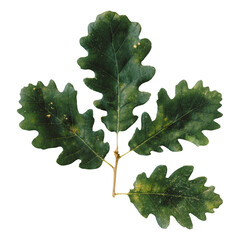 Green oak leaves isolated on a transparent background. Oak leaves on twig in autumn with acorns...