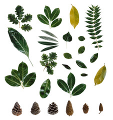 Free cutout plant leaf specimens pine nuts plant leaf specimens leaf specimens green leaves decoration needle-shaped leaves round leaves literary style hyper-realistic style 