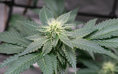 Cannabis inflorescences grown in a closed system creating beautiful flowers