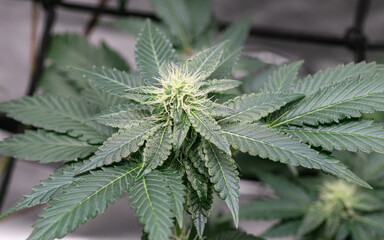 Cannabis inflorescences grown in a closed system creating beautiful flowers