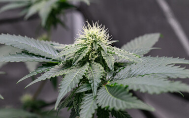 Cannabis inflorescences grown in a closed system creating beautiful flowers