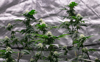 Marijuana plants grown in a grow tent Flowering period, week 4