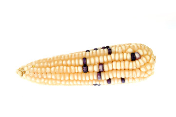 Corn cob isolated on a white background