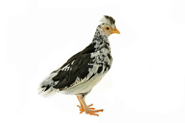 Fototapeta premium Chicken, chicken wing on a white background