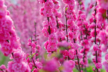 Blooming cherry blossom