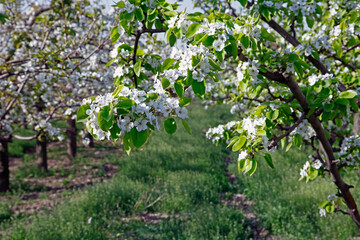 Beautiful pear