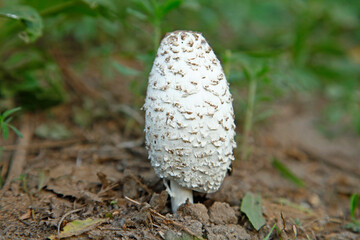 Summer in the forest growth of wild fungus, mushrooms