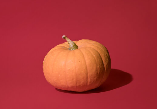 Pumpkin on a red background, minimal autumn beauty concept