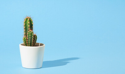 Cactus in a white pot on a cyan background, minimal home decoration concept with copy space