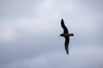 A seabird flies through the air