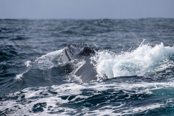 Naklejka premium View of a humpback whale blowhole
