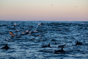 A group of dolphins swims at the surface during the sardine run