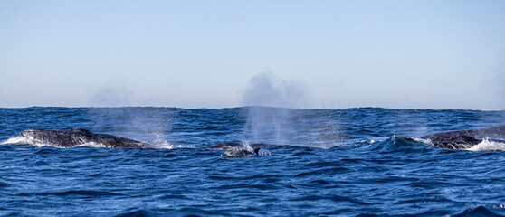 A pod of humpback whales breathes at the surface