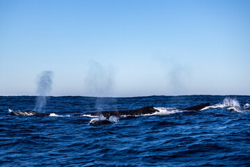 Obraz premium A pod of humpback whales breathes at the surface
