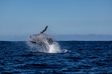 A humpback whale jumps out of the water