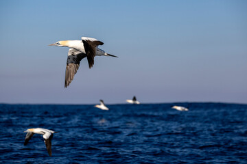 Fototapeta na wymiar A group of Northern Gannet swim over the ocean
