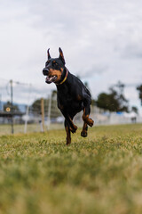 happy black and tan Doberman Pinscher dog running lure coursing sport - obrazy, fototapety, plakaty