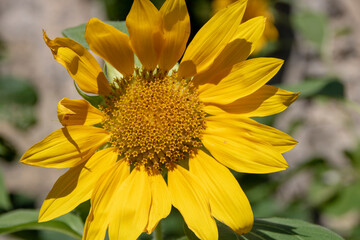 detail of a blooming sunflower in the paper mills valley
