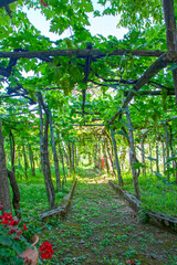 vineyard at Amalfi in Campania