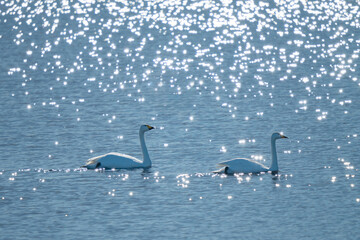 冬の日差しを浴びて湖面を並んで泳ぐ白鳥