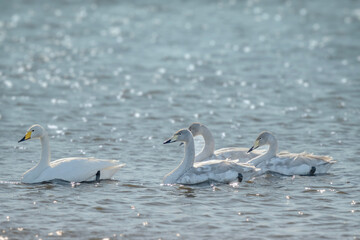 冬の日差しを浴びて湖面を並んで泳ぐ白鳥