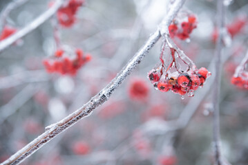 Red Berries Hanging From Tree Branch