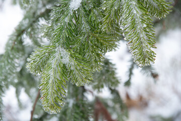 Close Up of Snow Covered Pine Tree