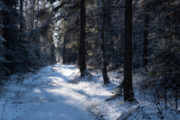 Snow Covered Forest Path Leading Through a Dense Thicket of Trees