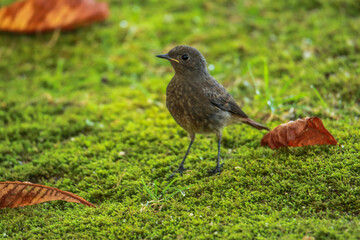 Juvenile Eurasian blackbird (Turdus merula) eating a seed