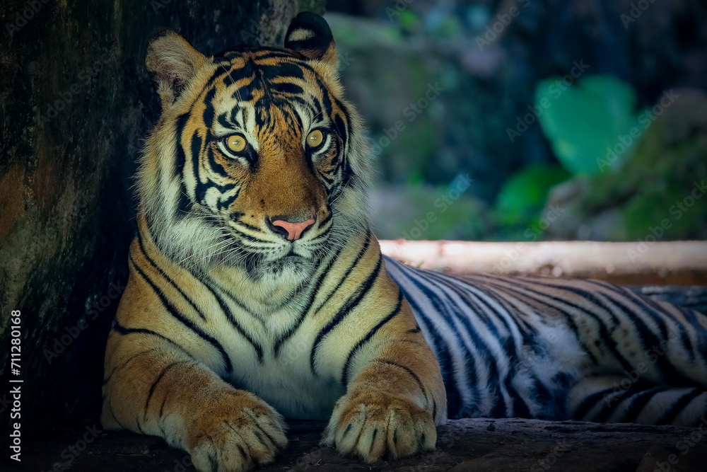 Wall mural Portrait Sumatran Tiger at conservation