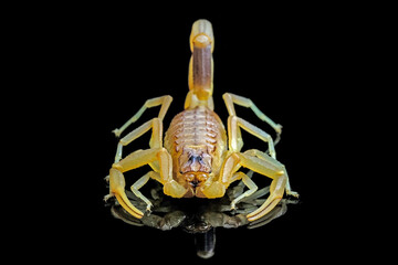 Asian forest scorpion (Heterometrus spinifer)