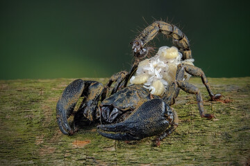 Asian forest scorpion (Heterometrus spinifer) - obrazy, fototapety, plakaty