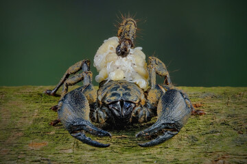 Asian forest scorpion (Heterometrus spinifer)