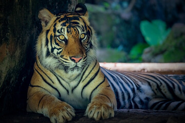 Portrait Sumatran Tiger at conservation